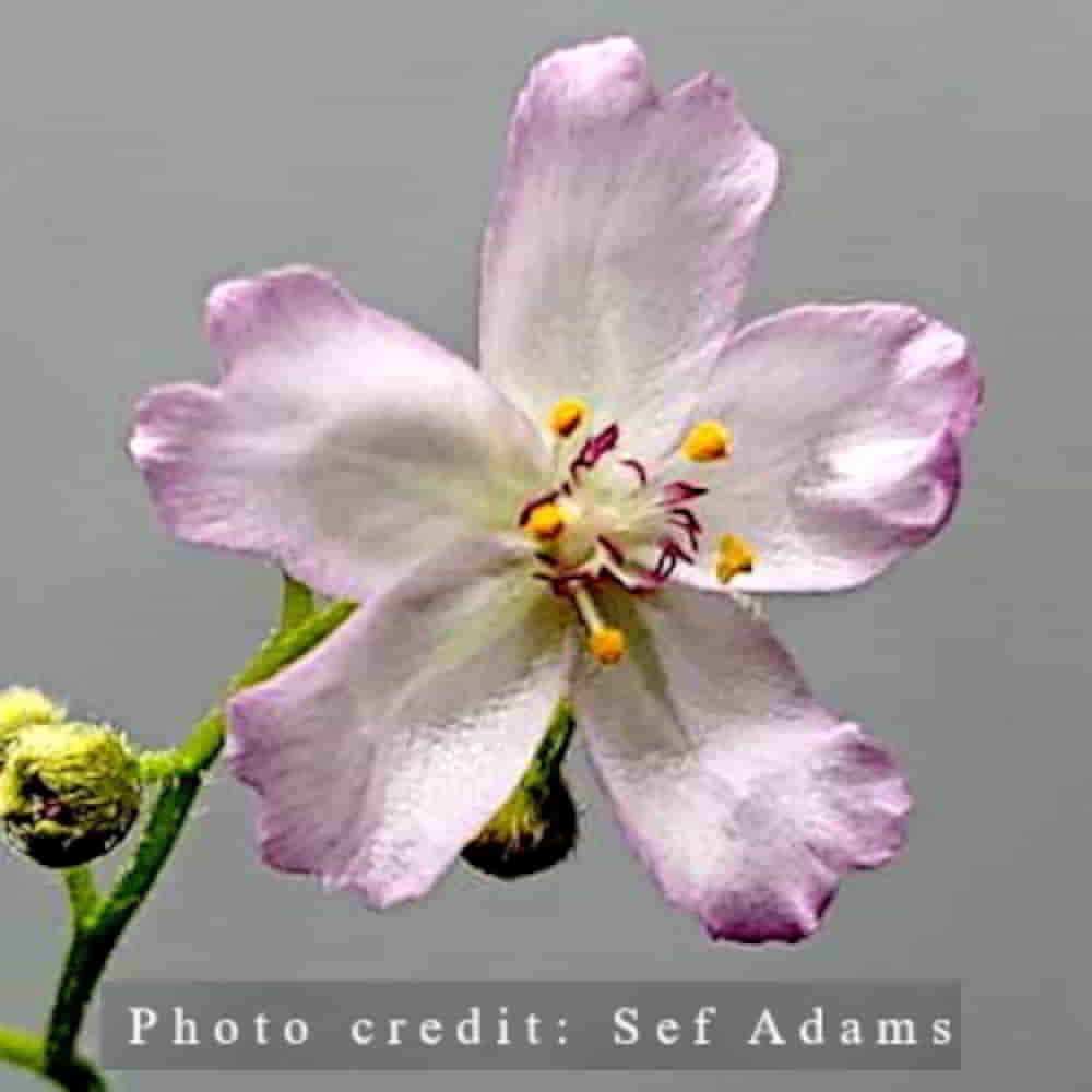 Drosera kenneallyi Flower