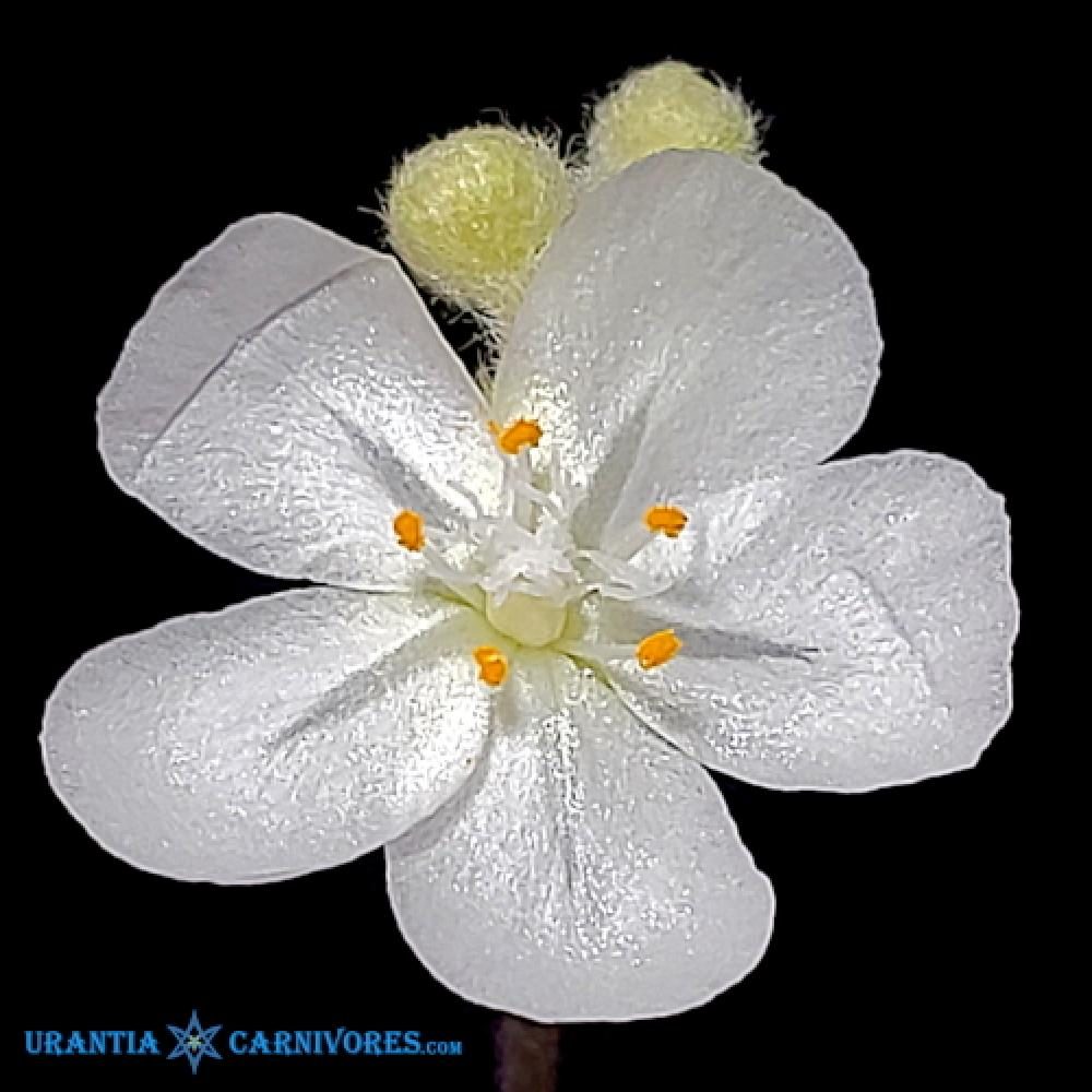 Drosera aff. lanata 'Flying Fox Creek' Flower
