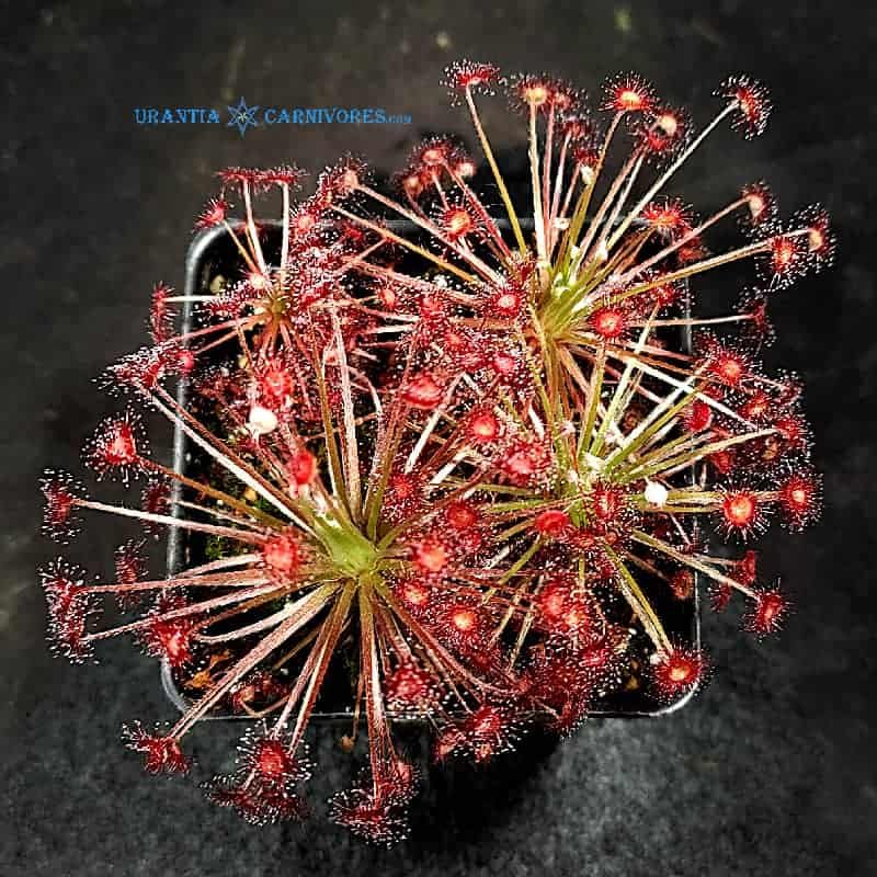 Drosera aff. paradoxa 'swamp form' pink flower Theda, Kimberley (2)