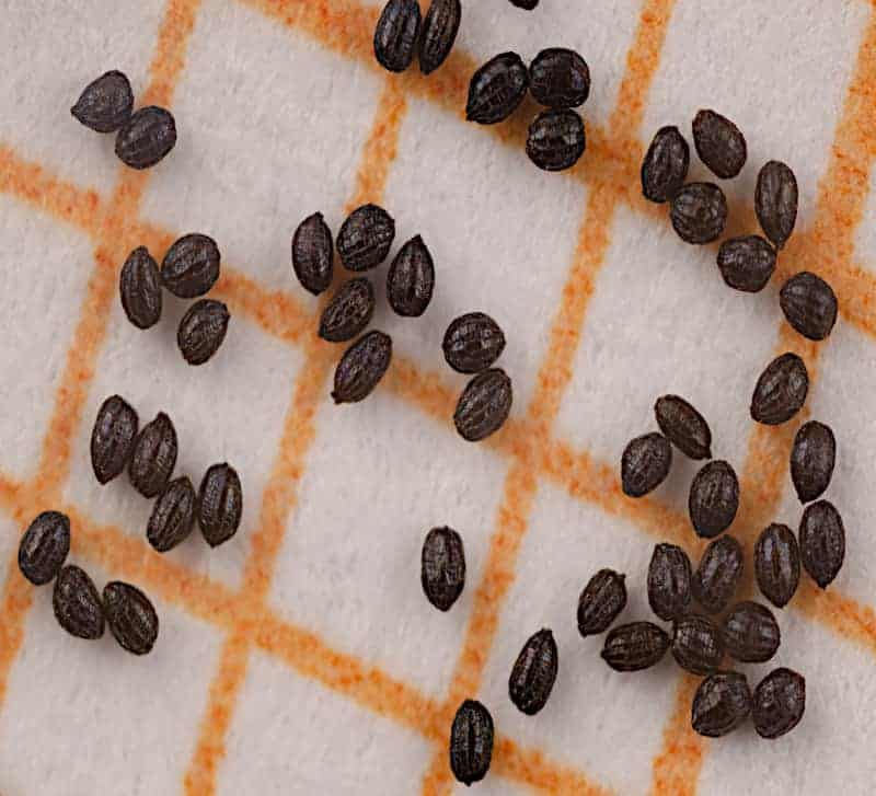 Drosera petiolaris Complex Seeds